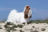SHIH TZU 047